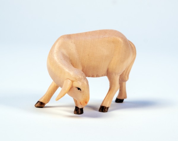 Schaf grasend zurückschauend